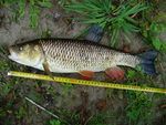 02.08.2006: Dbel - 48 cm, 1200 g; Zschopau
