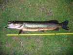 20.06.2009: Hecht - 84 cm, 3800 g; Ldjasjn (SE)