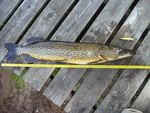 21.06.2009: Hecht - 75 cm, 2450 g; Ldjasjn (SE)