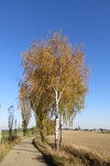 17.10.2017: Vogtland - Herbst bei Hohndorf