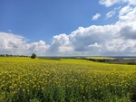 29.05.2021: Sachsen (Sonstiges) - Blick vom Weg Stcken - Oberalbertsdorf ber blhende Rapsfelder