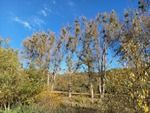 15.11.2022: Thringen (Sonstiges) - an der Weien Elster bei Bad Kstritz