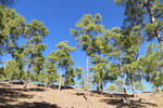 27.12.2018: Gran Canaria - Kiefernwald am Aufstieg zum Cruz las Hesitas
