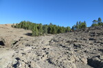 28.12.2018: Gran Canaria - Gerllhalde und Kiefernwald am Weg von Cruz Grande zum Ventana del Nublo