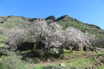 29.12.2018: Gran Canaria - blhende Mandelbume am Weg zwischen der Guayadeque-Schlucht und der Caldera Los Martles