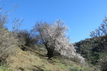 29.12.2018: Gran Canaria - blühende Mandelbäume am Weg zwischen der Guayadeque-Schlucht und der Caldera Los Martles