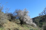 29.12.2018: Gran Canaria - blhende Mandelbume am Weg zwischen der Guayadeque-Schlucht und der Caldera Los Martles