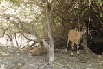 18.08.2023: Totes Meer und Umgebung - Nubische Steinbcke im Wadi David in der Oase En Gedi