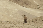 19.08.2023: Totes Meer und Umgebung - Kamele in der Judischen Wste nahe des Wasserlochs Birkat Tzfira