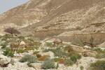 20.08.2023: Negev-Wste - Nubische Steinbcke im Wadi Barak