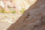 22.08.2023: Negev-Wste - Hardun im Wadi Shani