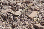 22.08.2023: Negev-Wste - kleine Echse im Wadi Shani