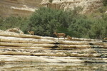 23.08.2023: Negev-Wste - Nubische Steinbcke im En-Advat-Canyon