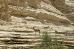 23.08.2023: Negev-Wste - Nubische Steinbcke im En-Advat-Canyon