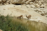 23.08.2023: Negev-Wste - Nubische Steinbcke im En-Advat-Canyon