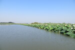 22.07.2013: Lago Superiore bei Mantua - Lotosblumen im See