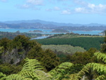 21.01.2006: Northland - Blick ber einen Wald mit Baumfarnen auf eine Meeresbucht
