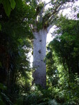 22.01.2006: Northland - groer Kauribaum