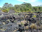 28.01.2006: Rangitoto Island - Vulkangestein