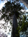 18.02.2006: Sonstiges - Kauribaum in den Waitakere Ranges