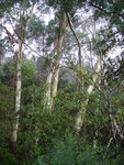 25.03.2006: Blue Mountains (bei Sydney) - Eukalyptusbäume