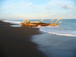 16.04.2006: Te Urewera National Park und Hawke's Bay - Treibholz am Strand bei Wairoa