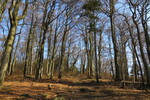 03.05.2015: Eulengebirge - Buchenwald