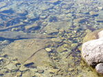 20.07.2006: Hohe Tatra - Bachforelle im Popradsee
