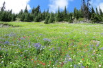 24.07.2017: Sun Peaks - Bergwiese oberhalb von Sun Peaks