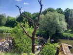 24.05.2026: Blick vom Widerlager der ehemaligen Straßenbrücke in Zentendorf über die Neiße nach Polen