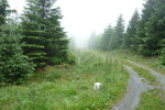 04.07.2011: Am Kammweg Erzgebirge-Vogtland zwischen Fichtelberg und Tellerhäuser